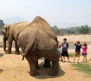 Tämän norsun lantiossa on jokin vamma. Onneksi se on saanut turvapaikan Elephant Nature Parkista. 