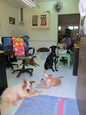 Jotkut koirat oleskelivat pidempi- tai lyhytaikaisemmin keskuksen respa-alueella ja toimistossa. 