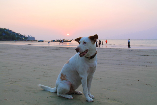 koira kamalan rannalla